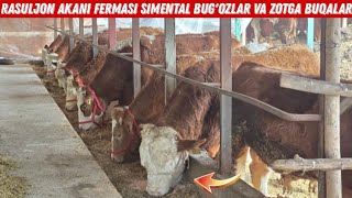 Rasuljon Akani Fermasi Simental Bug'oz Hunojinlar Va Zotga Buqalar Bor 