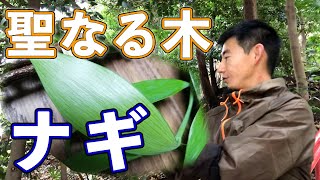 幸せを呼ぶ 聖なる木 ナギを神棚にお供え 【コロナに負けるな祭考#70】