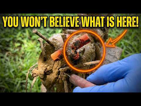 Total Hoof Overhaul Cleaning, Fixing Why Rusty Nails are Dangerous for Cows - Cows TV