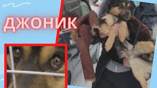 картинка: Разбитый бампер жалко, собаку - нет
