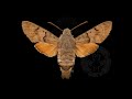 Macroglossum stellatarum