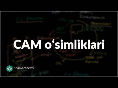 Video: Fotosintezning Z sxemasi qanday?