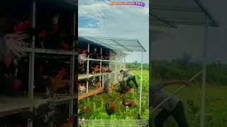 The Mobile Chicken Coop Door Opens! Free-Range Poultry Management Techniques