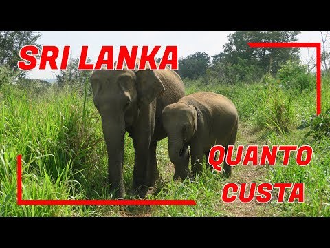 Vídeo: Preços no Sri Lanka