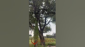 Black Kettle Grasslands Fire Damage Walkthrough With Consulting TelaTree Arborist on Location