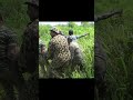 Rescue injured baby elephant | 負傷した子ゾウを救出する