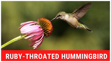 Ruby-throated Hummingbird Feeding From Coneflower