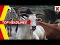 Will Supreme Court Overturn Madras HC's Cow Slaughter Ban for Tamil Nadu? | Top Headlines This Hour