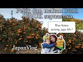 PANEN BUAH JERUK DI KEBUN JEPANG || GAMAGORI ORANGE PARK