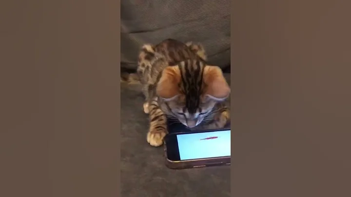 Watch the video about Asian Leopard Bengal Playing Fish Game￼