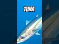 Strength of an Albacore Tuna
