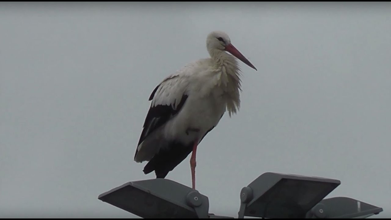 Storch (Ciconiidae) - Stork - Cigüeña