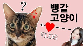 뱅갈고양이가 찐따를 만나면ㅣ뱅갈고양이 VLOG ㅣ개냥이