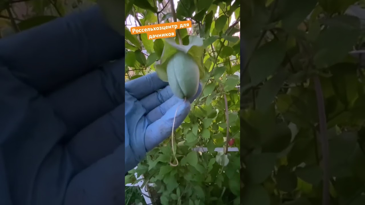 Выращиваем семена кобеи сами. Агроном плохого не посоветует!