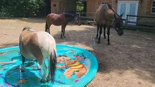 The horses playing in the kids splash pad.