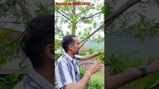 Indonesia me rudraksh ke pad eha hota h #indonesia #bali #viralvideo #fruit