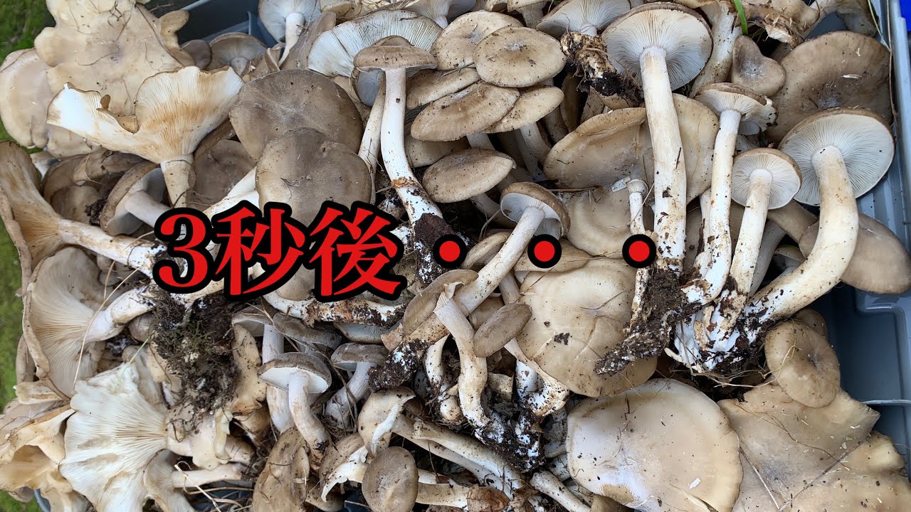 きのこ狩り ハタケシメジ さもだし Youtube