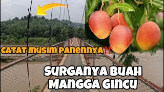 IT TURNS OUT HERE IS THE CENTER OF SUMEDANG CITY'S SUPERIOR GLASS MANGO PLANTATION