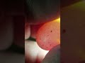 Huevo de Canario con Embrión en Movimiento - Canary Egg with Embryo in Motion 2