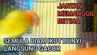 Suara Burung Lovebird Jantan Bikin Lovebird Macet Nyaut Langsung Gacor Ngekek Panjang