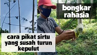 cara pikat burung sirtu susah turun || suara pikat sirtu andalan jaya channel