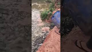 Fish Food Tossed Fish Swarm And The Scene Is Mesmerizing