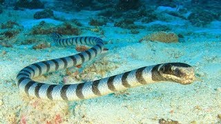 5 Самых Ядовитых Морских Змей в Мире 2 часть