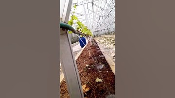 Thumbnail of Sistem penyiraman kebun anggur #short #anggur