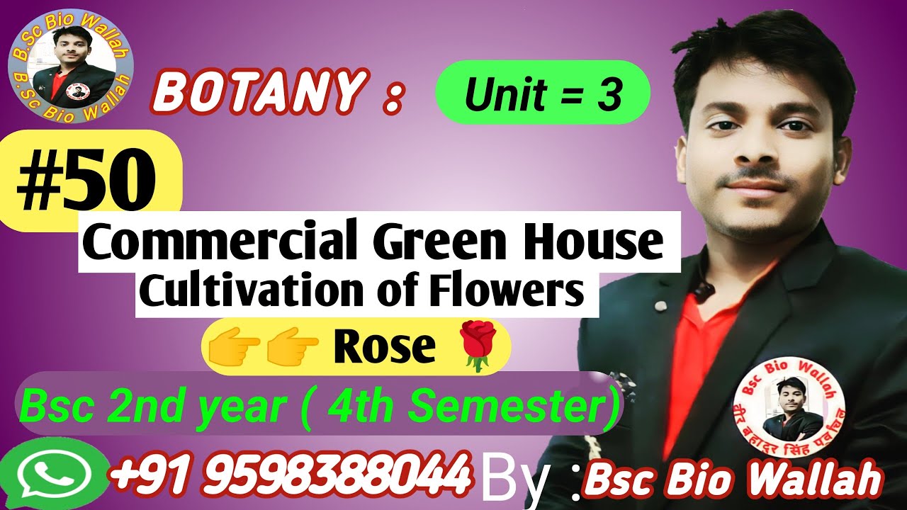 Commercial Green House Cultivation of Rose 🌹#rosecultivation#greenhouse ...
