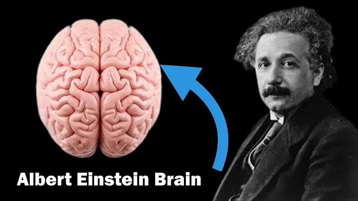 How Albert Einstein's Brain was different from other Human beings?