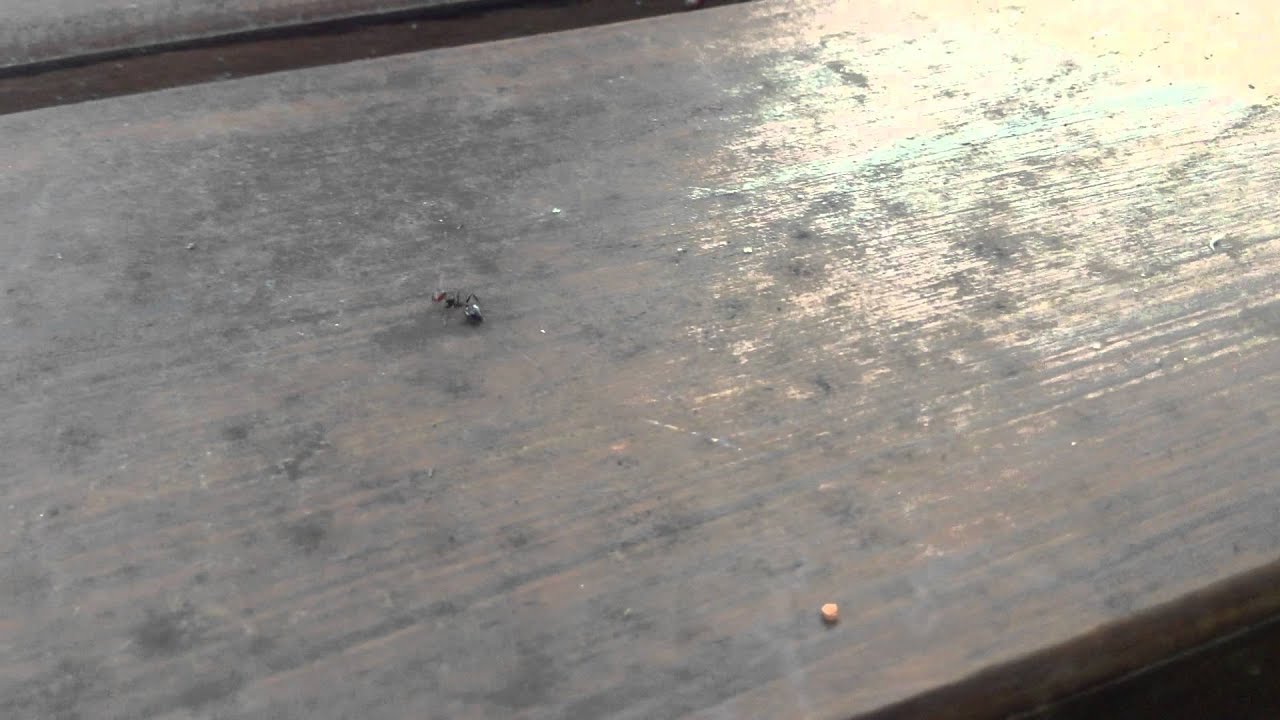 How to survive from an ant - YouTube