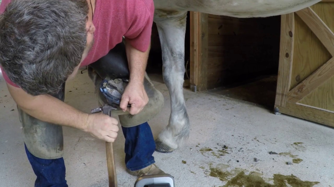 Hunt horse gets drill tech. YouTube