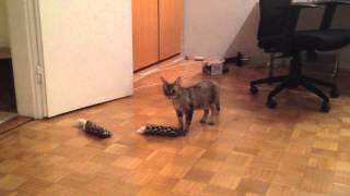 Devon Rex cat makes funny sounds by Epic the Cat 12,245 views 11 years ago 1 minute, 12 seconds