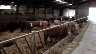 beef farming scotland