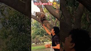 बंदर के साथ प्रैंक#noty monkey#funny#comedy #monkeysr#RB animal lovers# #cute big monkey expression#