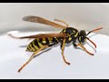 Yellowjackets Wasps Hornet Nest Removal Middletown NJ 732-504-3758 Ozane.com
