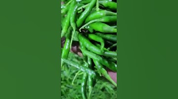 #trending #G4 GREEN CHILI