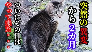 【保護猫・地域猫】突然の異変からカ月外猫ハウスから出られなかった猫についに訪れた春と仲間との感動の再会