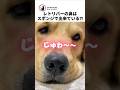レトリバーの鼻に水を垂らしてみた結果...