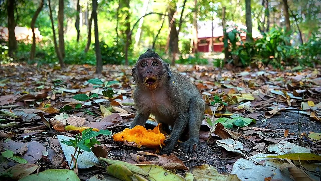 Providing Some Foods To Pregnant Mom Ellen Baby Elayna And Vincent