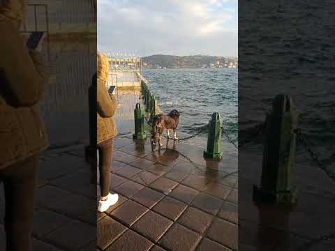 Beşiktaş   Ortaköy sahil. kenara vuran dalğalara kafa tutan köper , banyo yapan köpek