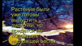 Красивые сумерки 3 февраля 2018 года (растения запутались - зеленые почки под снегом) Красивые сумерки 3 февраля 2018 года (растения запутались - зеленые почки под снегом)
