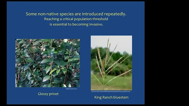 BCP Forest Restoration - Non-native Invasive Tree ID and Removal