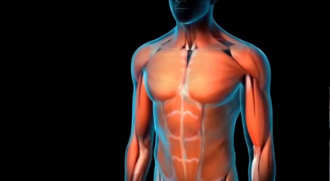 Как выглядит варикоцеле фото