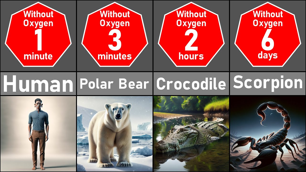 how-long-animals-can-survive-without-breathing-comparison-youtube