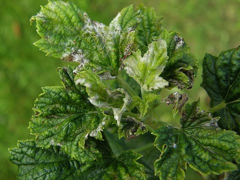 Video: Rostliny Z čeledi Solanaceae Proti škůdcům