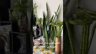 أطيب كوب شاي  صباحًا مع نباتاتي أصبح عليهم وأشرب شايي بقربهم في ركني المفضل أتمنى يعجبكم