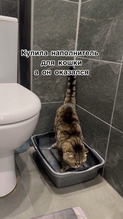 Лучший наполнитель для кошек - YouTube