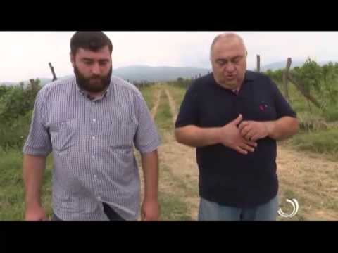 ქვევრისპირული / ბიომევენახეო / 06.07.2015