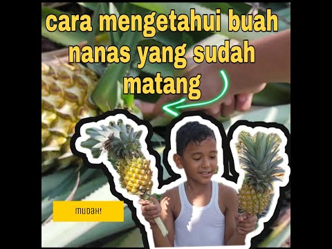 Video: Cara Mengenal Pasti Nanas Yang Sudah Masak